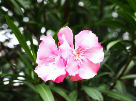 キョウチクトウ_1 ピンクの花,キョウチクトウ,大井ふ頭中央海浜公園なぎさの森の写真素材
