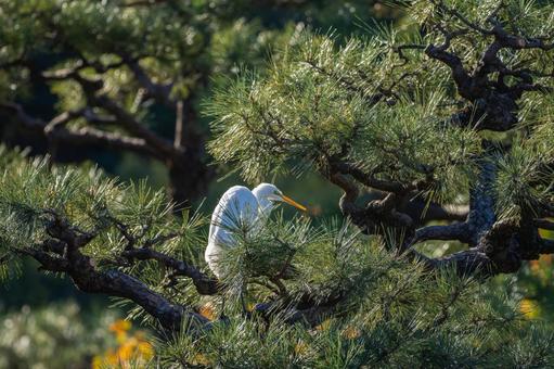 枝にとまるダイサギ 枝にとまるダイサギの写真