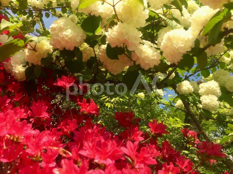 ヤマツツジと大手毬 自然,葉,鮮やかの写真素材