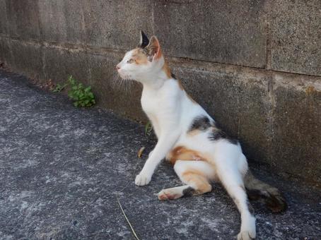驚く三毛猫 野生 男木島 驚く三毛猫 野生 男木島の写真