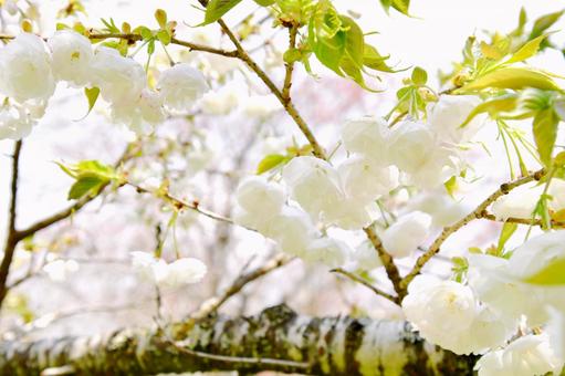 白い八重桜の白妙 白い八重桜の白妙 八重桜,白妙,桜の写真素材