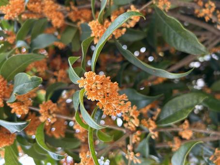 キンモクセイの写真 キンモクセイ,秋,緑の写真素材