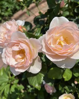 Photo, rose, roses, the shepherdess, 