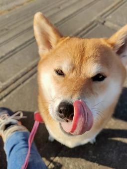 ペロッとする柴犬 ペロッとする柴犬 犬,シバ,柴犬の写真素材