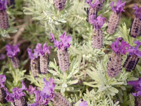 ラベンダーの写真