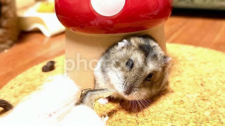 餌付けされるジャンガリアンハムスター2 ジャンガリアンハムスター,ハムスター,小魚の写真素材