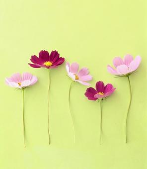 ピンクと臙脂のコスモス ピンクと臙脂のコスモス コスモス,花,秋桜の写真素材