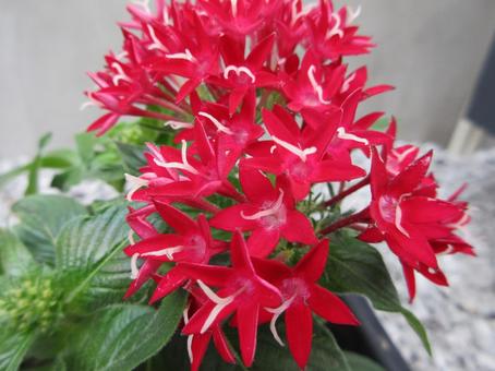 Red Pentas 005, JPG Red Pentas 005, JPG