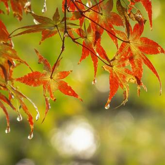 雨上がりの紅葉狩り 雨上がりの紅葉狩り 紅葉,水滴,雫の写真素材