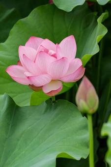 ハス ハス ハス,蓮,不忍池の写真素材