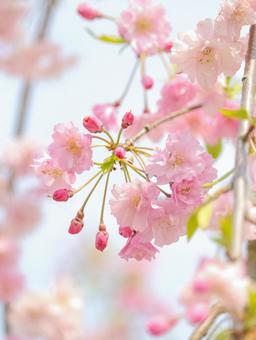 さくら さくら 桜,サクラ,花の写真素材