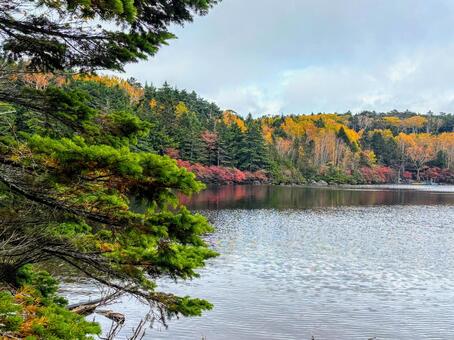 長野県　秋の白駒池　紅葉 紅葉,秋,白駒池の写真素材