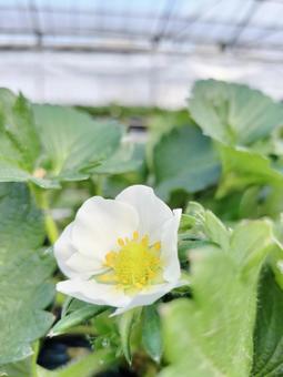 いちごの花 いちごの花,いちご,苺の写真素材