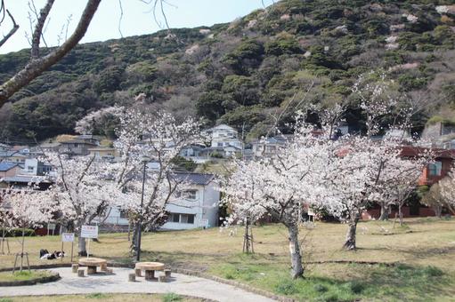 安部山公園 安部山公園の写真