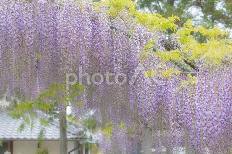 藤の花 藤,花,春の写真素材