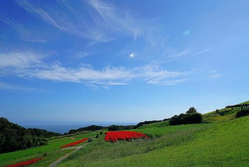 淡路島　あわじ花さじき㊺　サルビア 兵庫県,あわじ花さじき,サルビアの写真素材