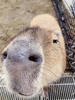 カピバラ カピバラの写真