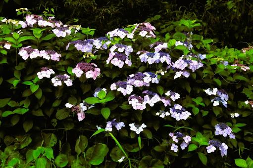 Photo, nishiizu-machi, cape anjo, park, 