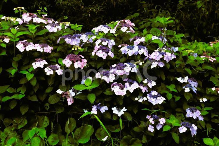 安城岬公園の草花 西伊豆町,安城岬,公園の写真素材