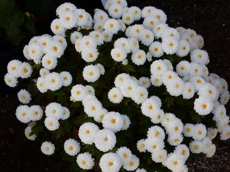 【風景写真】福山菊花展覧会の風景 キク,菊,菊花展の写真素材