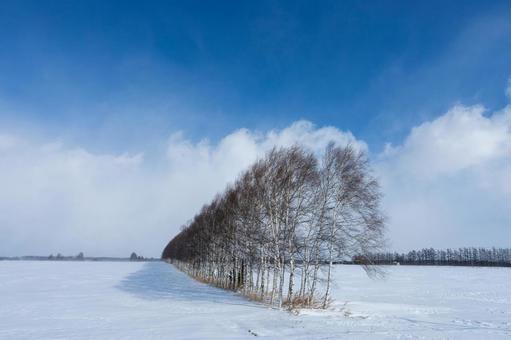 雪原に立つ白樺並木 雪原に立つ白樺並木の写真
