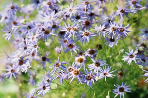 Photo, flower, purple, early summer, 
