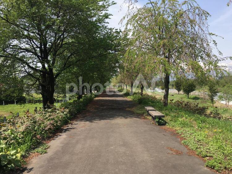 田舎の風景⑤ 道路,木,助言の写真素材