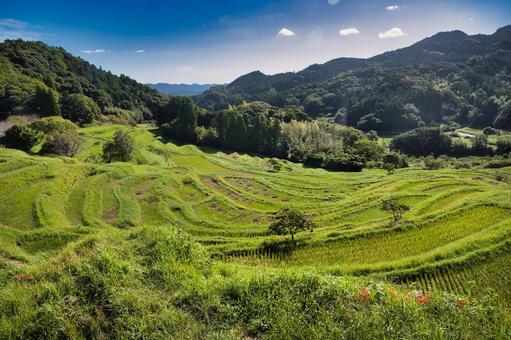美しい棚田 美しい棚田 千葉県,千枚田,彼岸花の写真素材