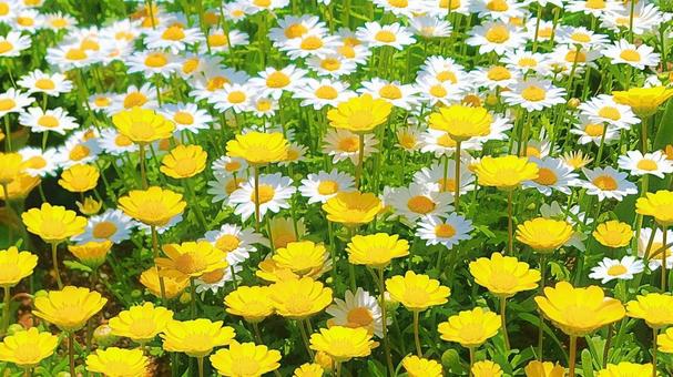 クリサンセマム アップライトイエロー2 クリサンセマム アップライトイエロー2 花,黄色い花,白い花の写真素材