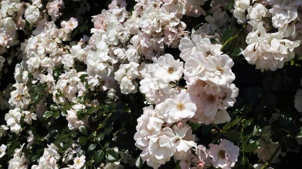 ばらの花 ばらの花 rose,植物,園芸の写真素材