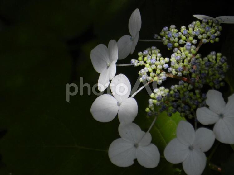 林道の風景　紫陽花 葉,木,自然の写真素材
