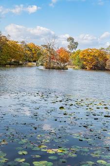 北海道　大沼国定公園　秋の風景 北海道,大沼,函館の写真素材