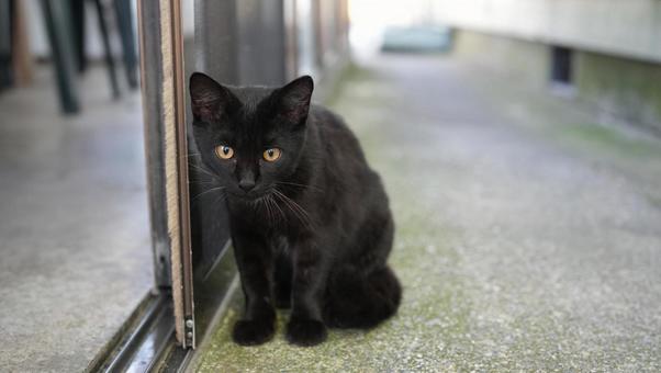 黒猫 黒猫の写真