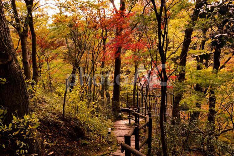 箱根の紅葉・森の小道 階段,風景,景色の写真素材