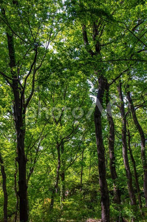 林の木々 木,木々,林の写真素材