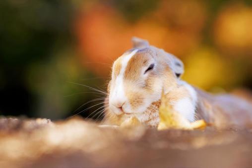 The rabbits of Okunoshima, JPG The rabbits of Okunoshima, JPG