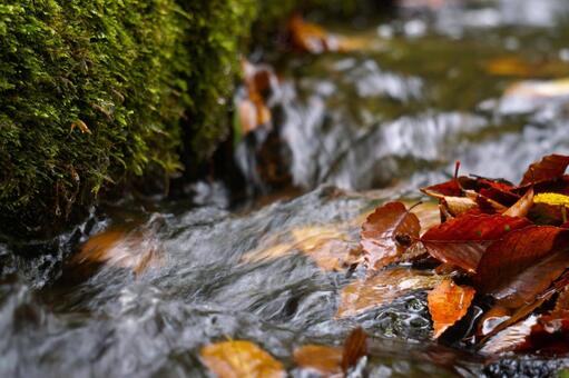 大山の水を流れるもみじ4　紅葉素材 モミジ,紅葉,葉の写真素材