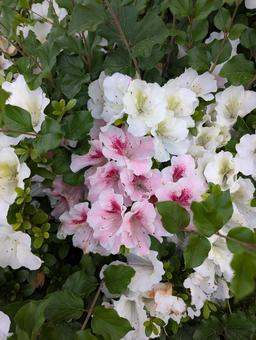 ツツジ ツツジ ツツジ,つつじ,花の写真素材