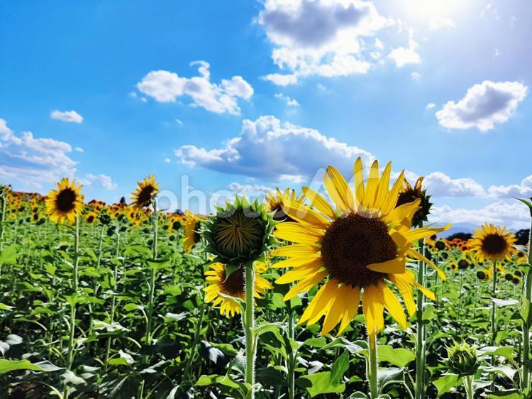 夏のひまわり畑 ヒマワリ畑,黄色,8月の写真素材