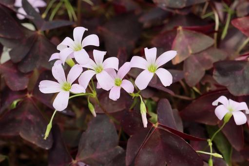 植物 オキザリス トリアングラリス 植物 オキザリス トリアングラリスの写真
