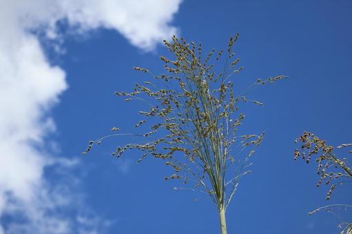 白い雲と青空とホウキモロコシ 白い,雲,青空の写真素材