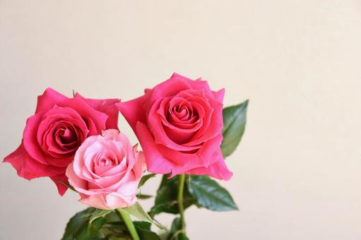 ピンクのばら 薔薇,バラ,ピンクの写真素材