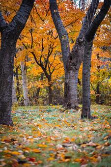 北海道　秋の風景 北海道,北,札幌市の写真素材