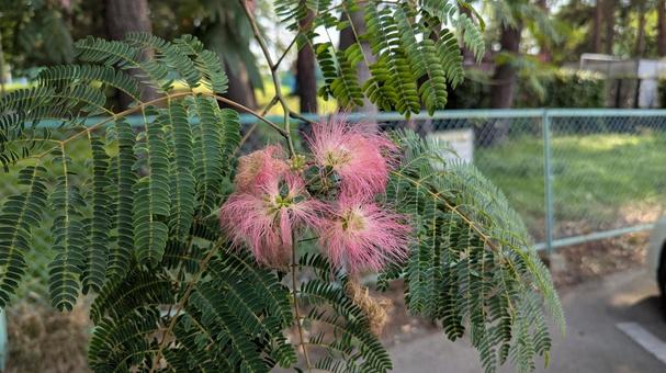 ネブの花 ネブの花の写真