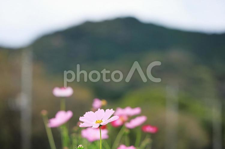 巾着田のコスモス コスモス,秋桜,巾着田の写真素材