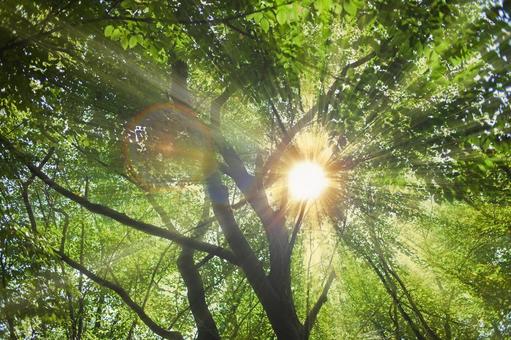 緑の木　太陽光 木,森,緑の写真素材