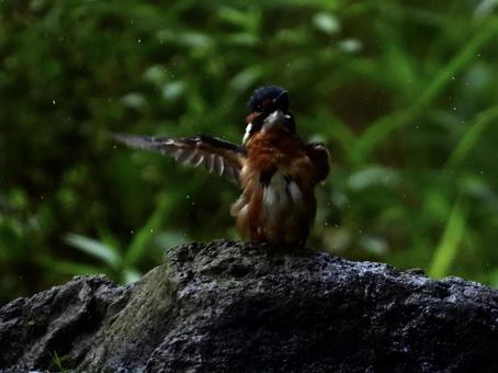 水をふり払うカワセミ 水をふり払うカワセミの写真