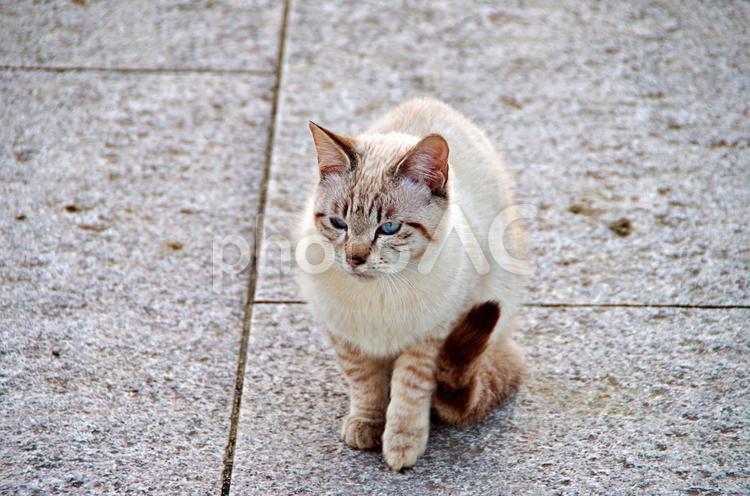 秋の公園猫 ネコ,猫,キャットの写真素材