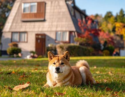 我が家を守る柴犬の写真