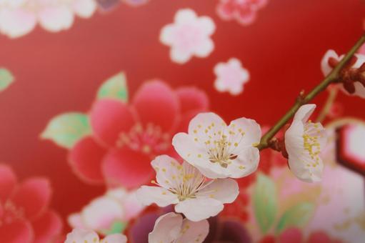 梅の花 和風イメージ 梅の花 和風イメージの写真
